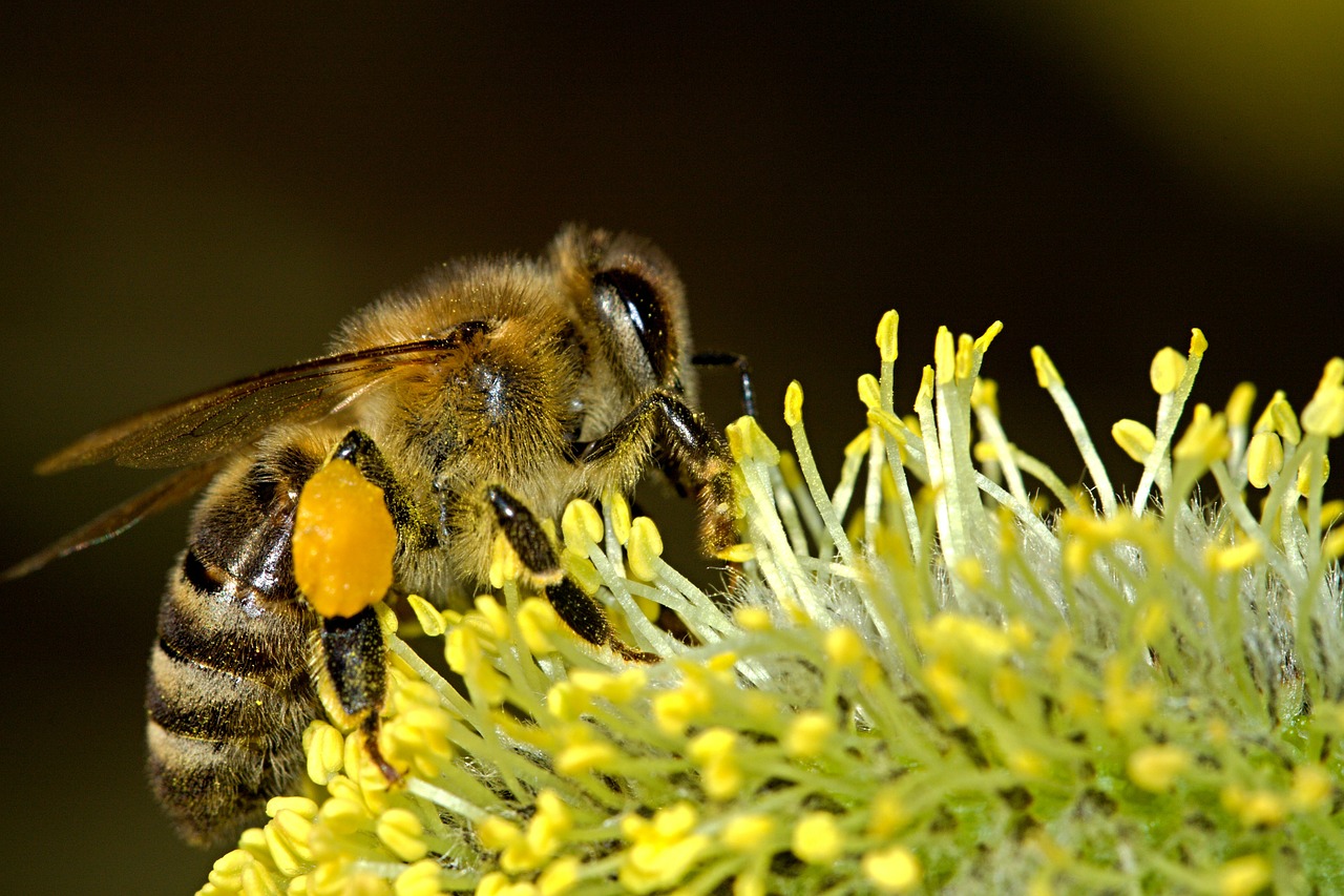 L’impollinazione – Il Miele Di Alessio