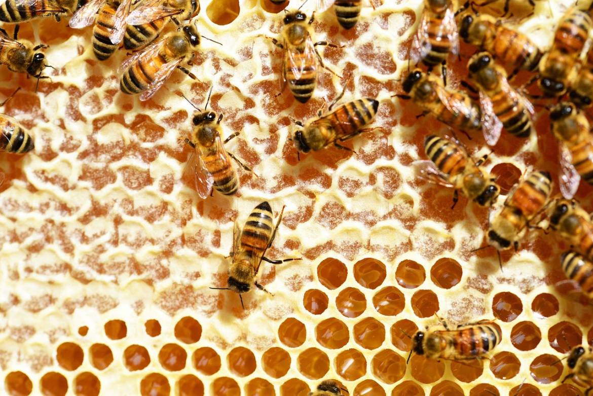 bees-345628_1280.jpg