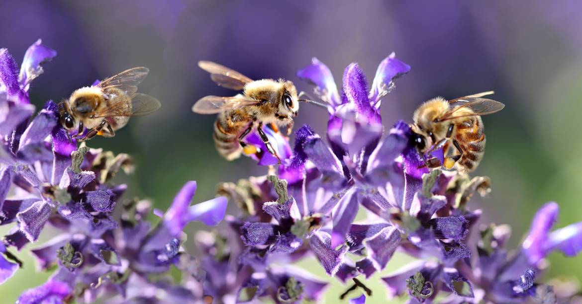 bees-4281171_1280.jpg