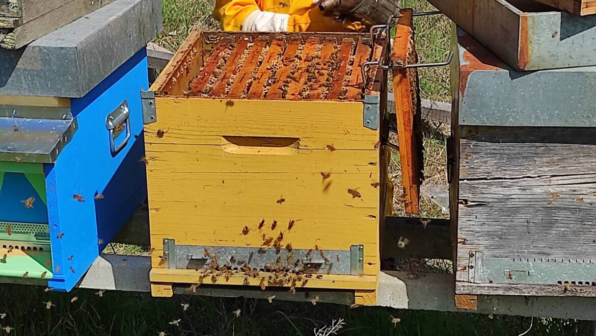 PICCOLI APICOLTORI CRSCONO!!!!!